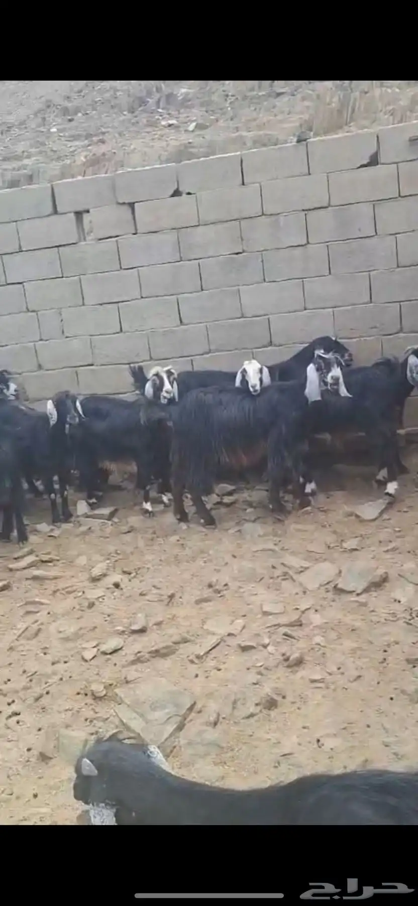 للبيع معزا مقاني وتيوس وجفار ذبايح 0