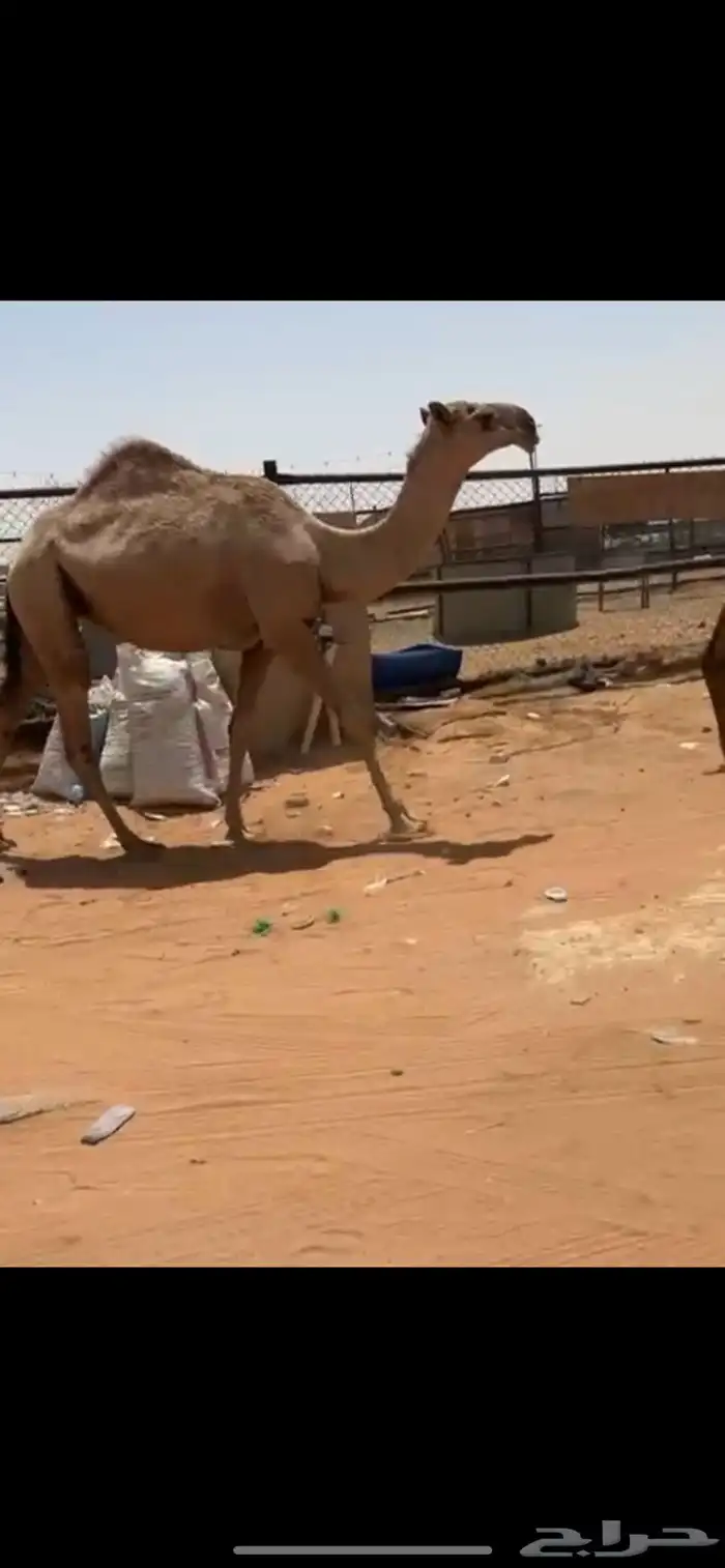 بكره حقه للبيع 0
