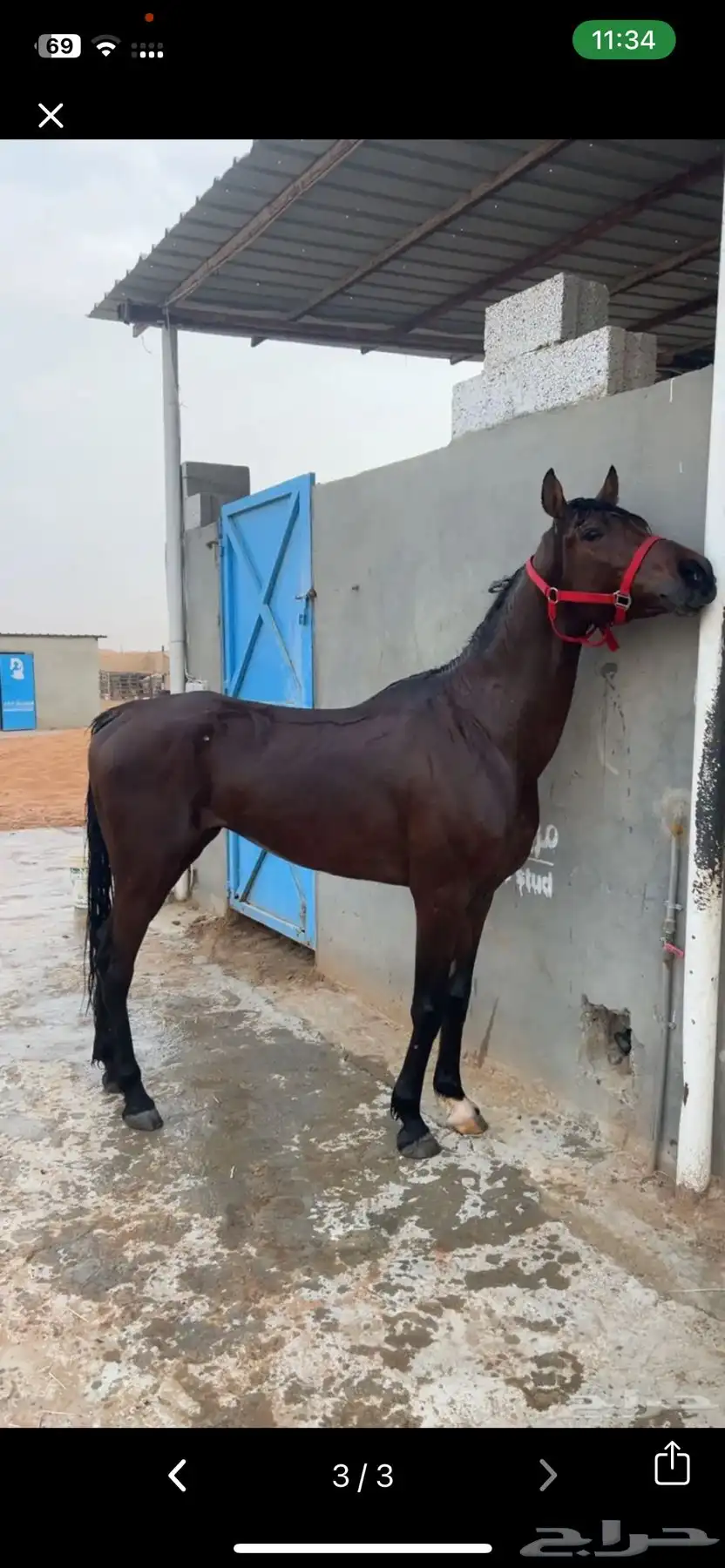 حصان شعبي طرب تربيع وخطوه 1