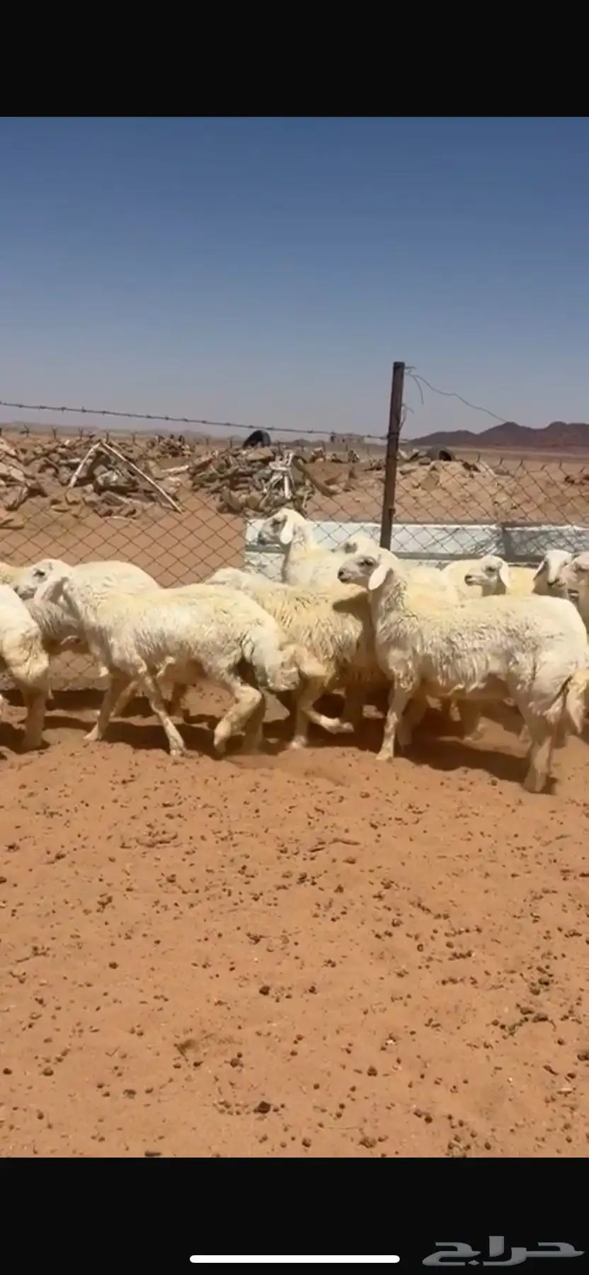 للبيع خرفان العدد 25 اعمارهن 6 شهور الى7 1