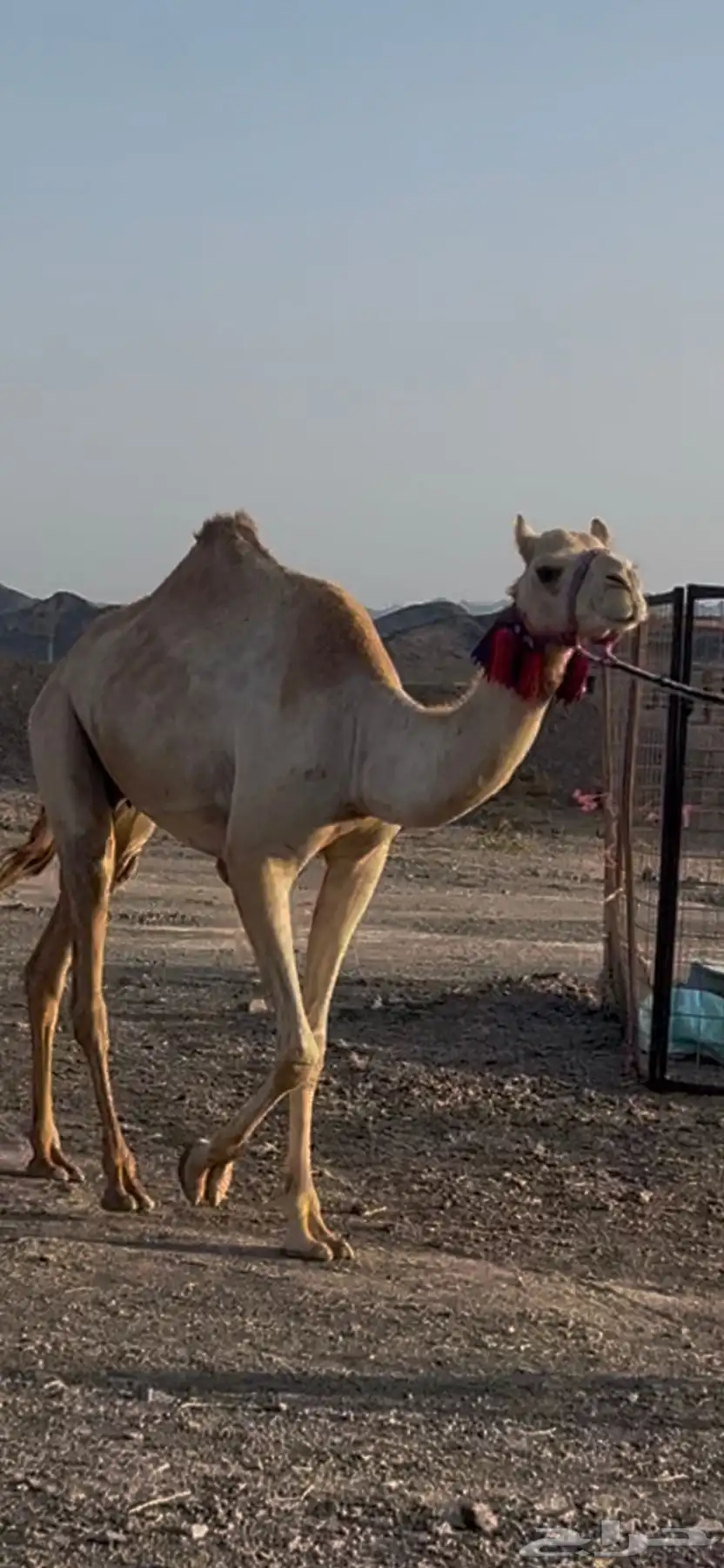 سودانية لشاريه بكره توها ثنيه معزوله بنتها منها جاهزه للضرا 1