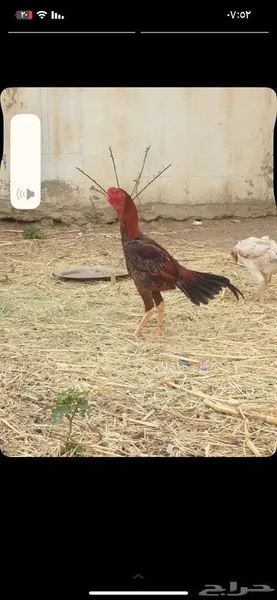 ديك باكستاني 3
