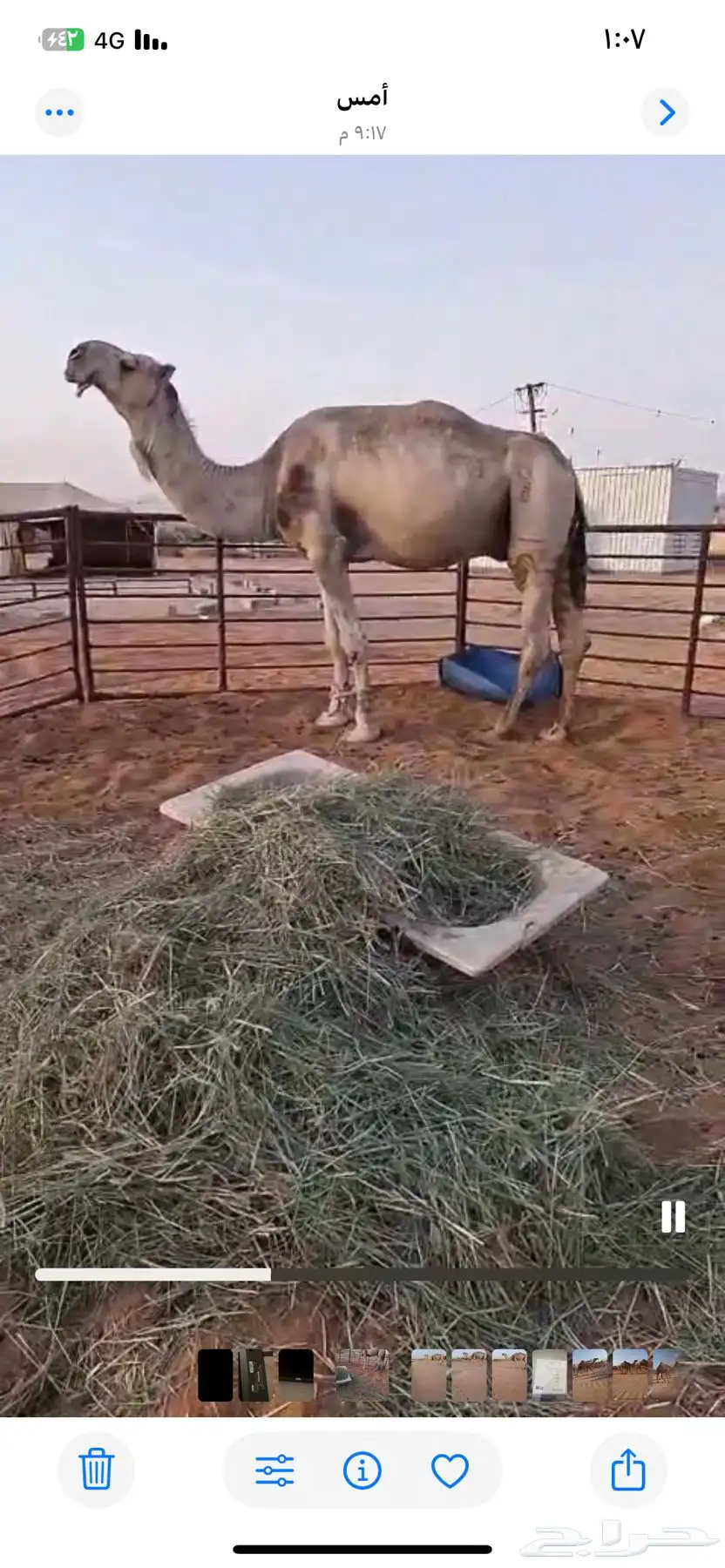 بعير للبيع باتلي 0