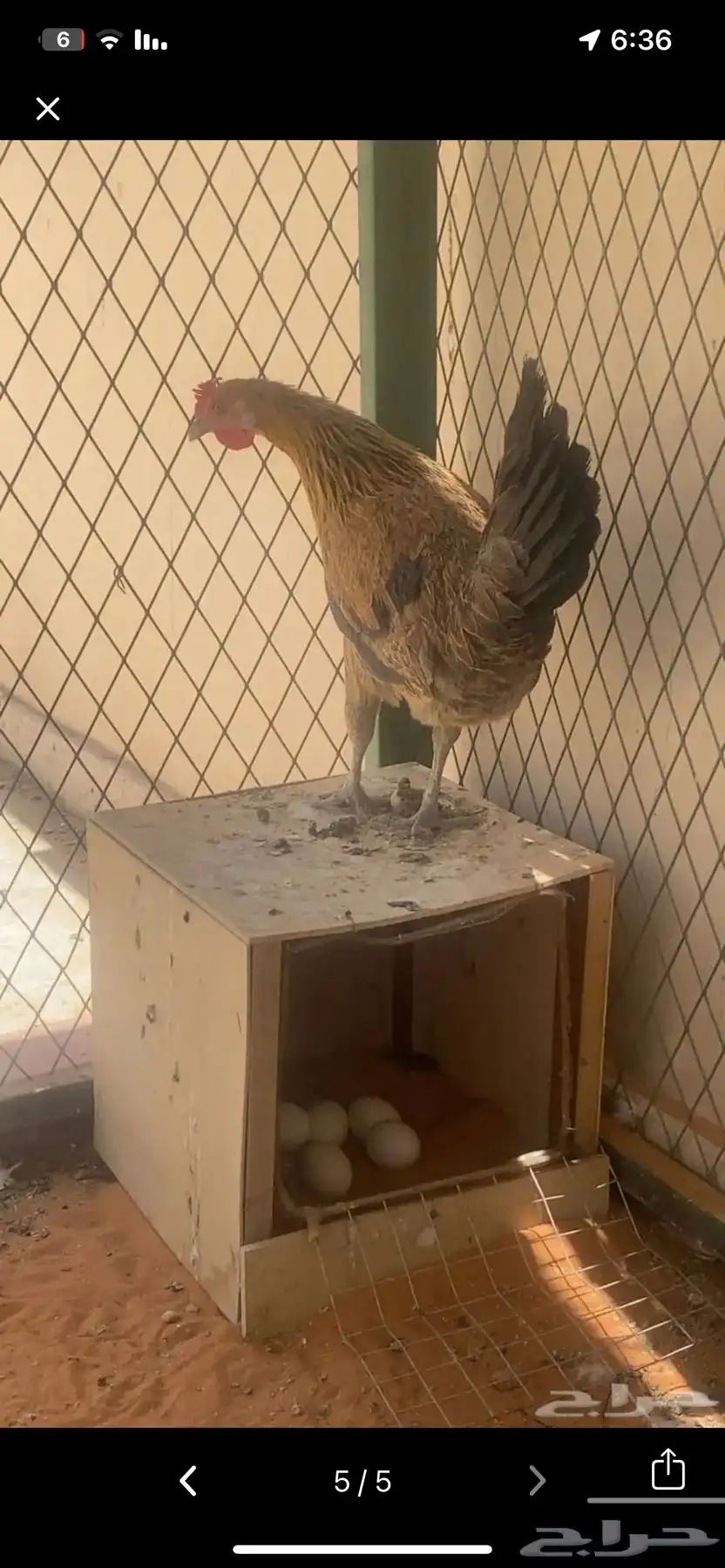 ديك عربي ودجاجه عربيه 2
