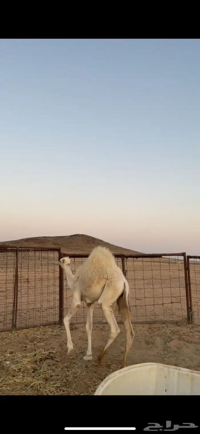قعود قصابه 0