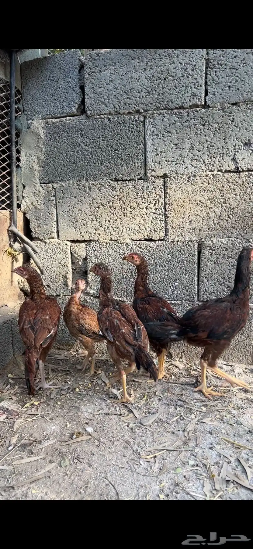 فروخ دجاج بكستاني للبيع 3