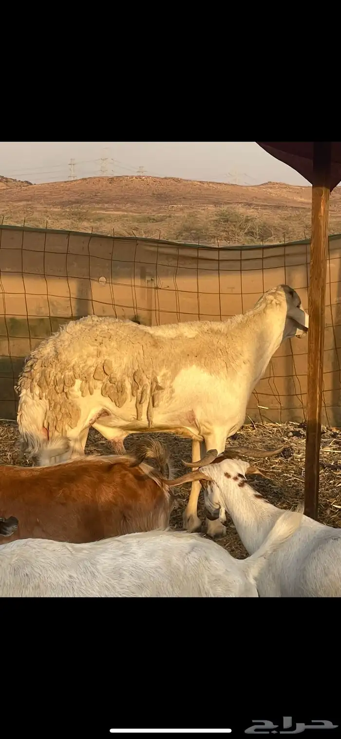 فحل صنف كفووو 0