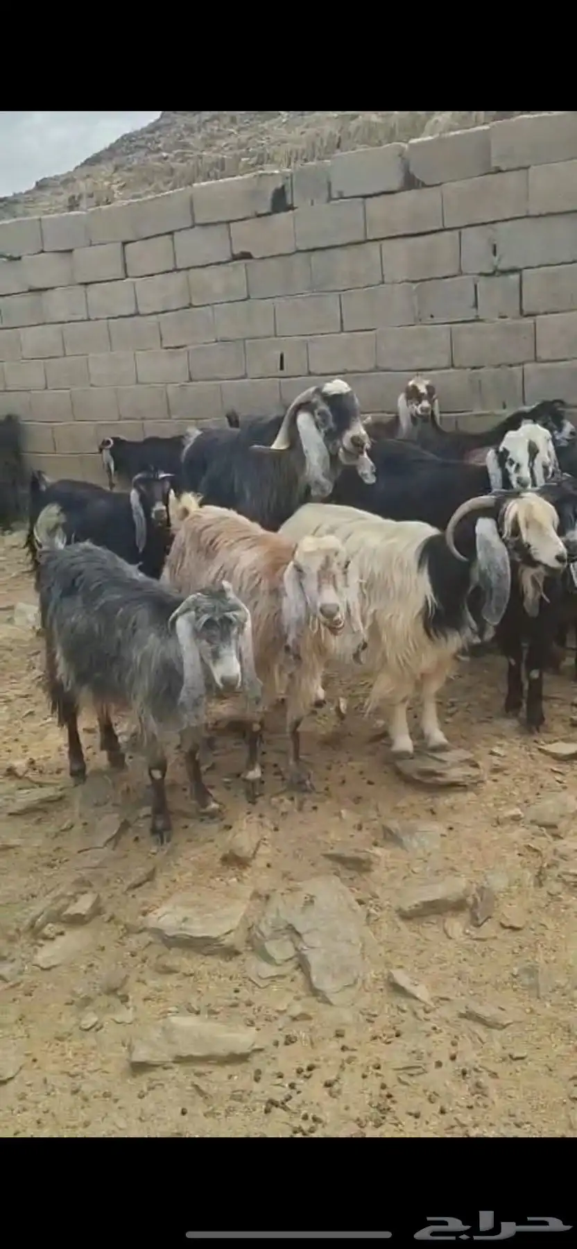 للبيع معزا مقاني وتيوس وجفار ذبايح 1