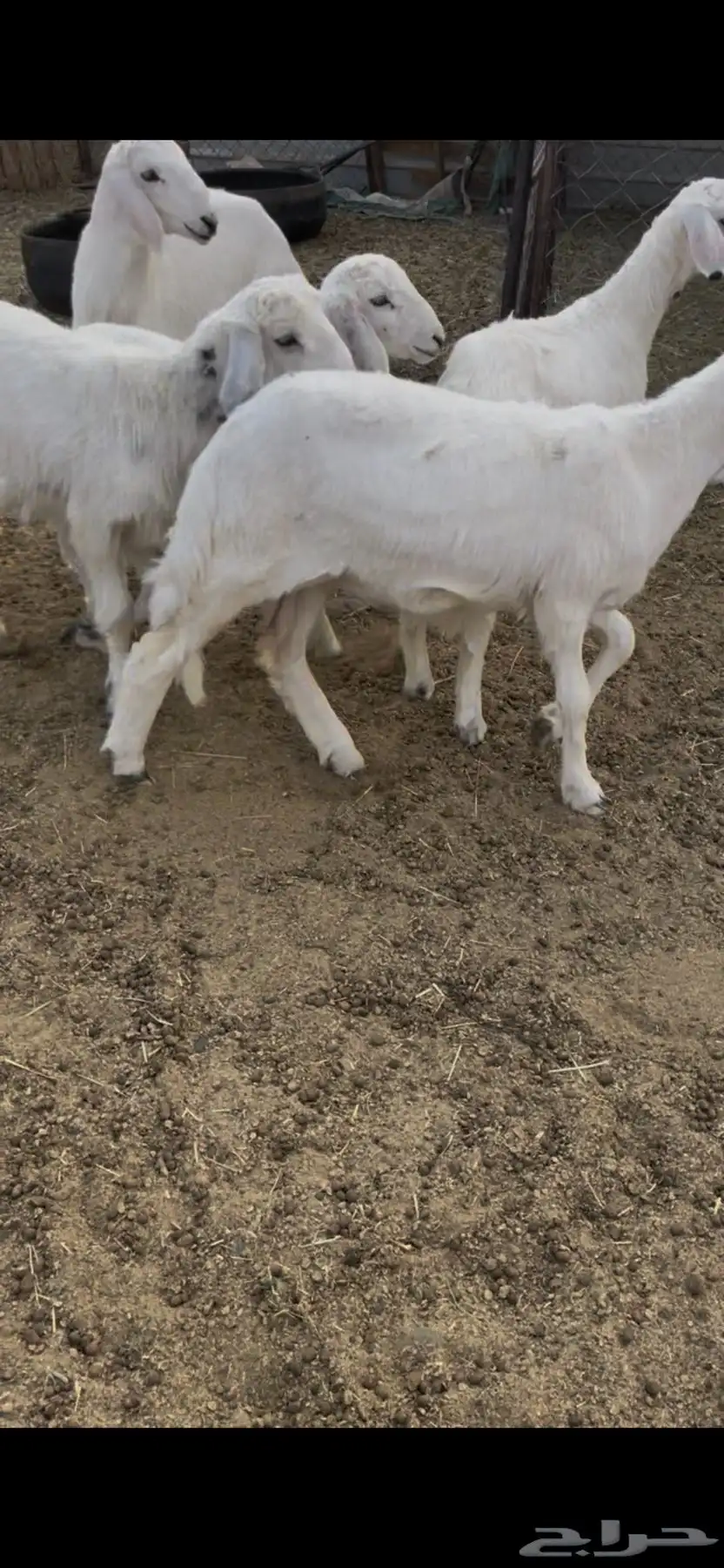 خرفان لباني 0