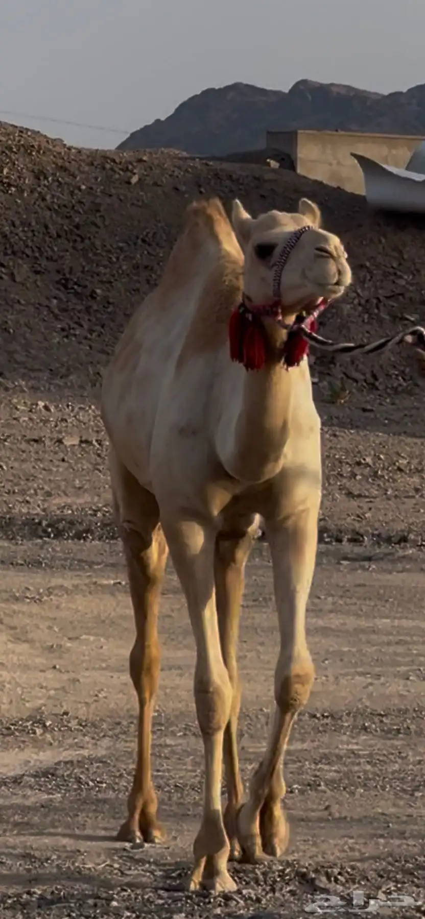 سودانية لشاريه بكره توها ثنيه معزوله بنتها منها جاهزه للضرا 0