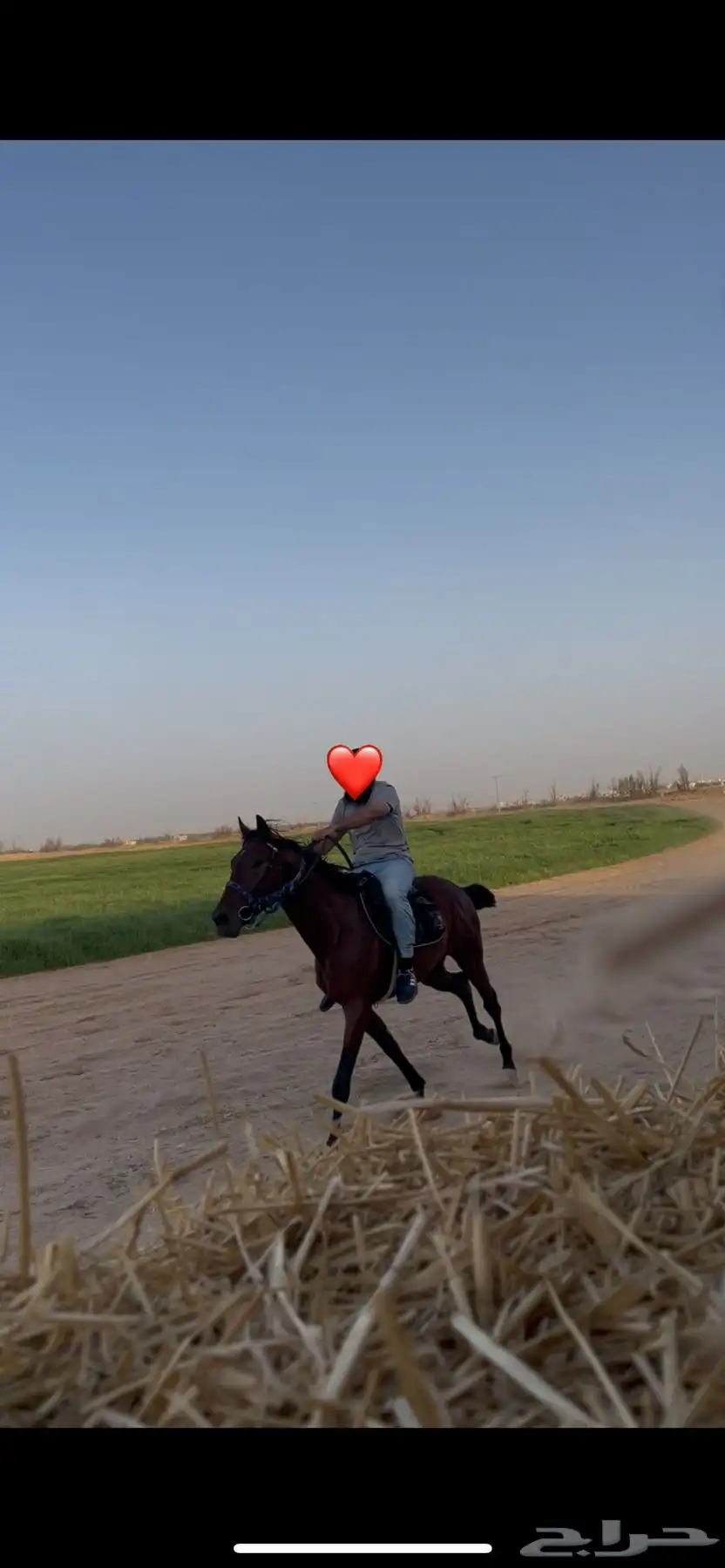 حصان انقليزي index