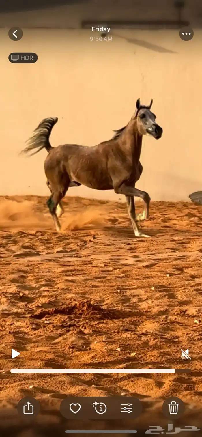 مهر مكس جمال عربي اصيل السوم 1500 فقط 2