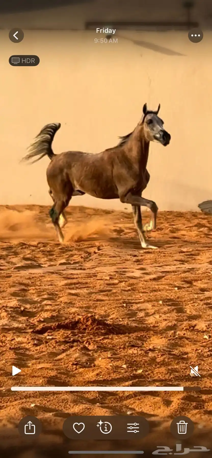 مهر مكس جمال عربي اصيل السوم 1500 فقط index