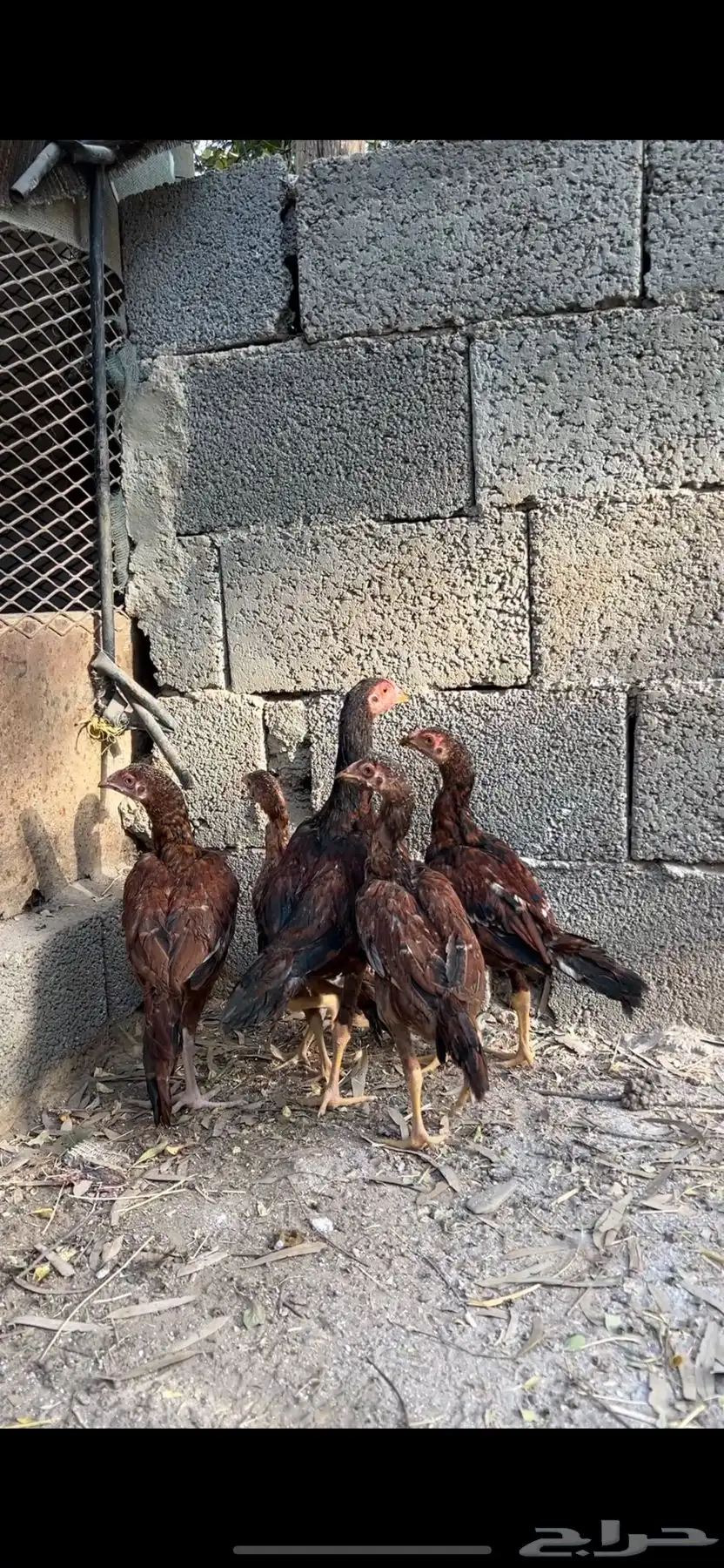 فروخ دجاج بكستاني للبيع 1