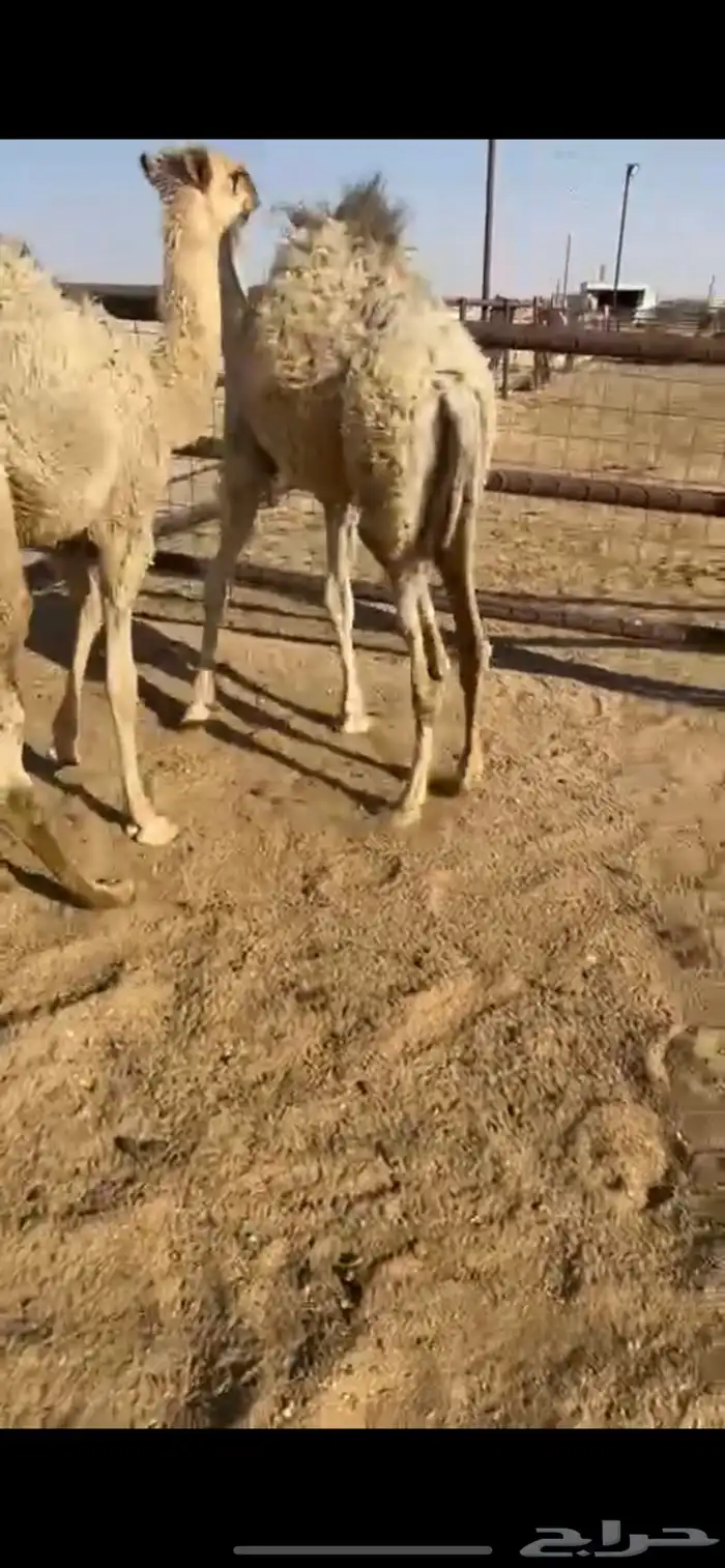 قعدان طيبه 1