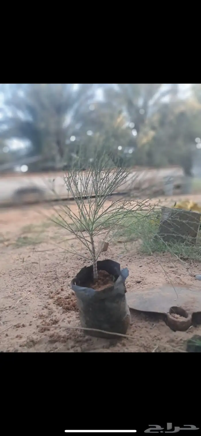 شتلات كميات مشاتل النادر الزراعية 5