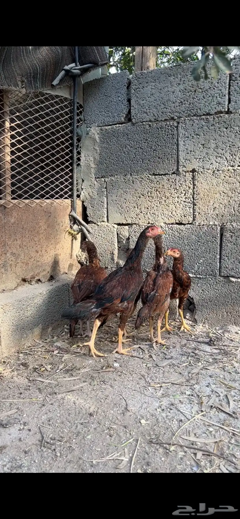 فروخ دجاج بكستاني للبيع 2
