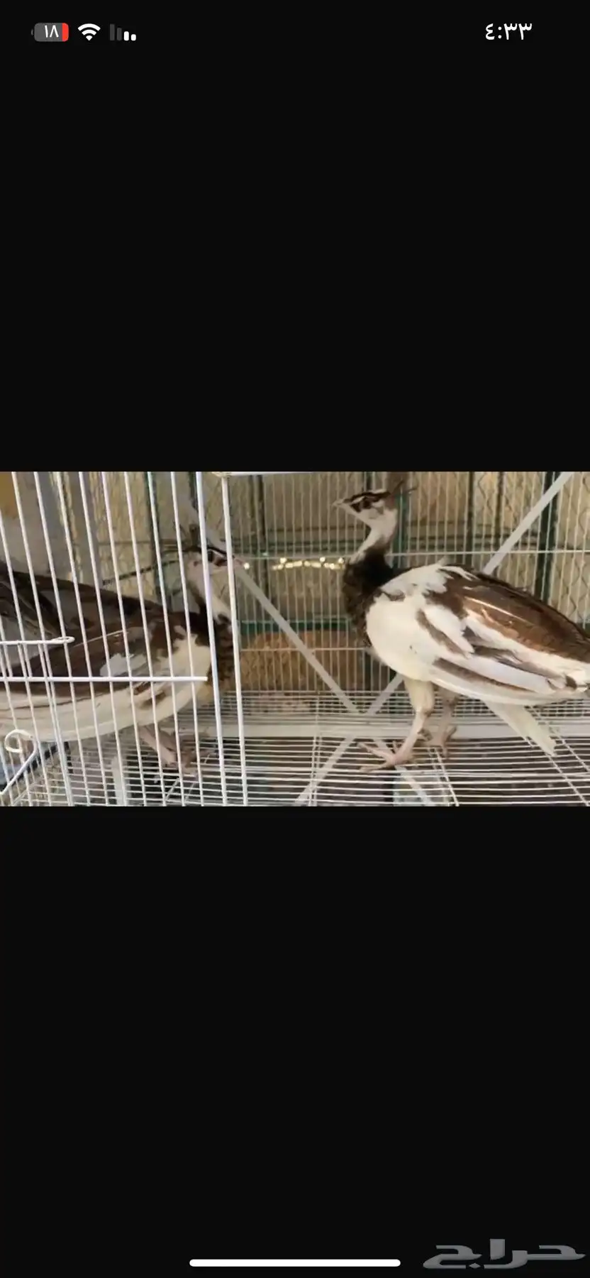 جوز طاؤوس ابرق 0