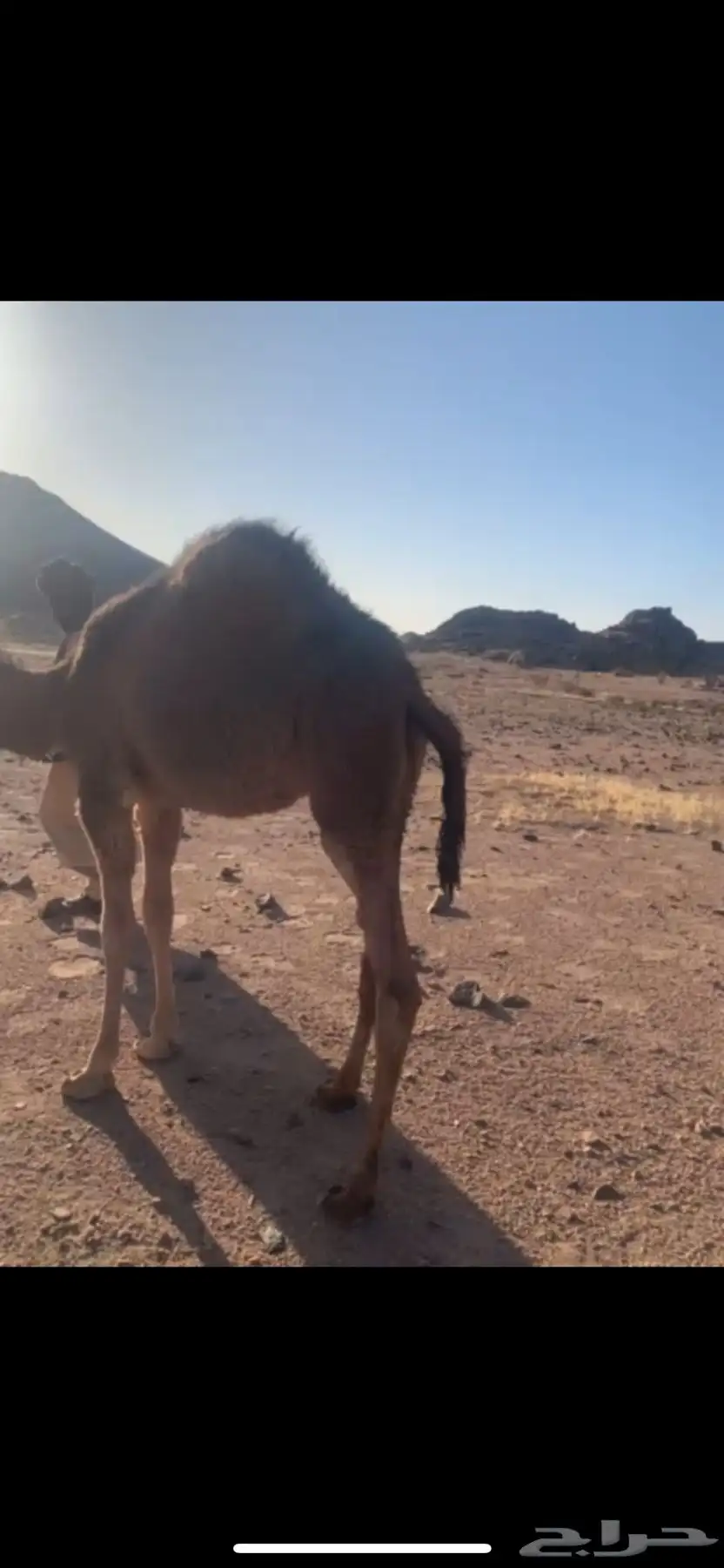 بكره للبيع 0