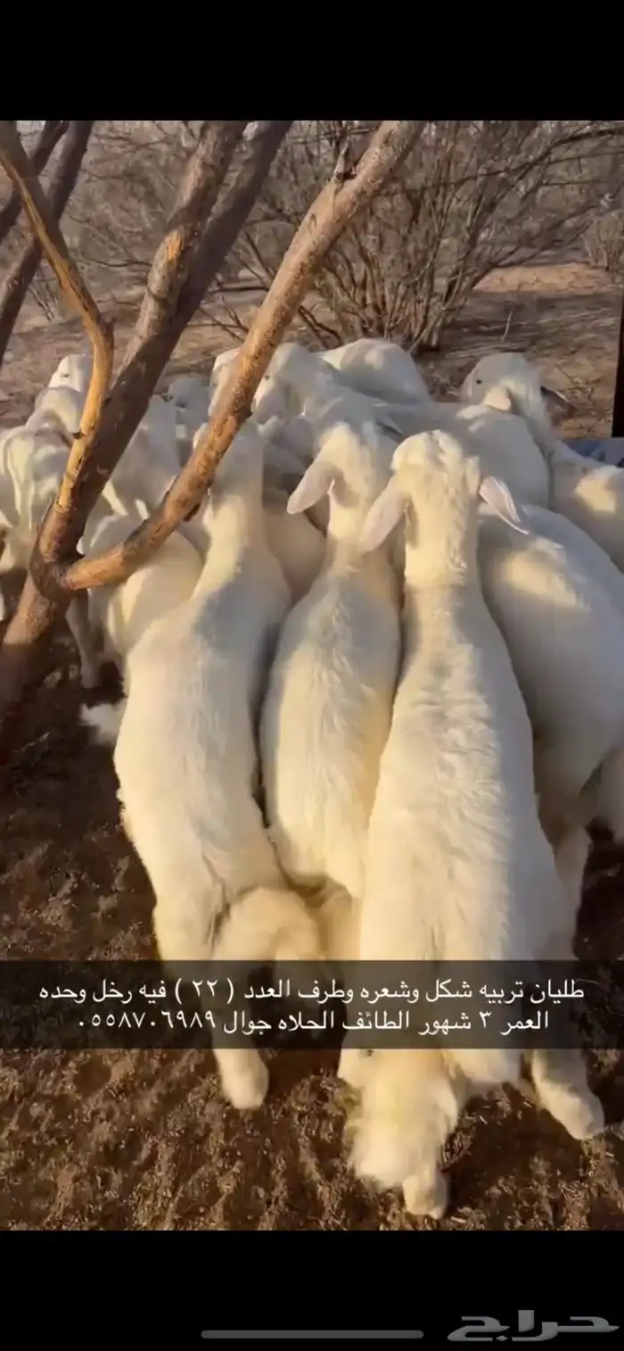طليان تربيه شكل وشعره وطرف 0