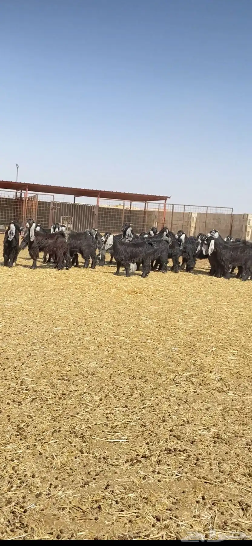جفرات عوارض صنف 57 راس 1
