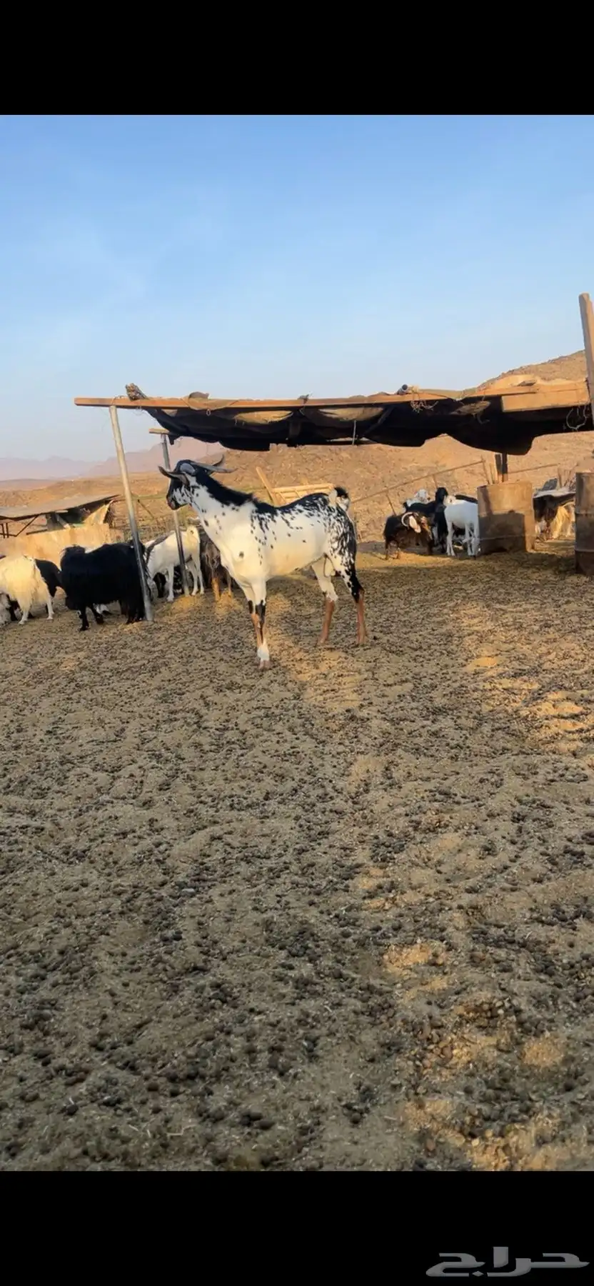 تيس بيشي فحل للبيع index