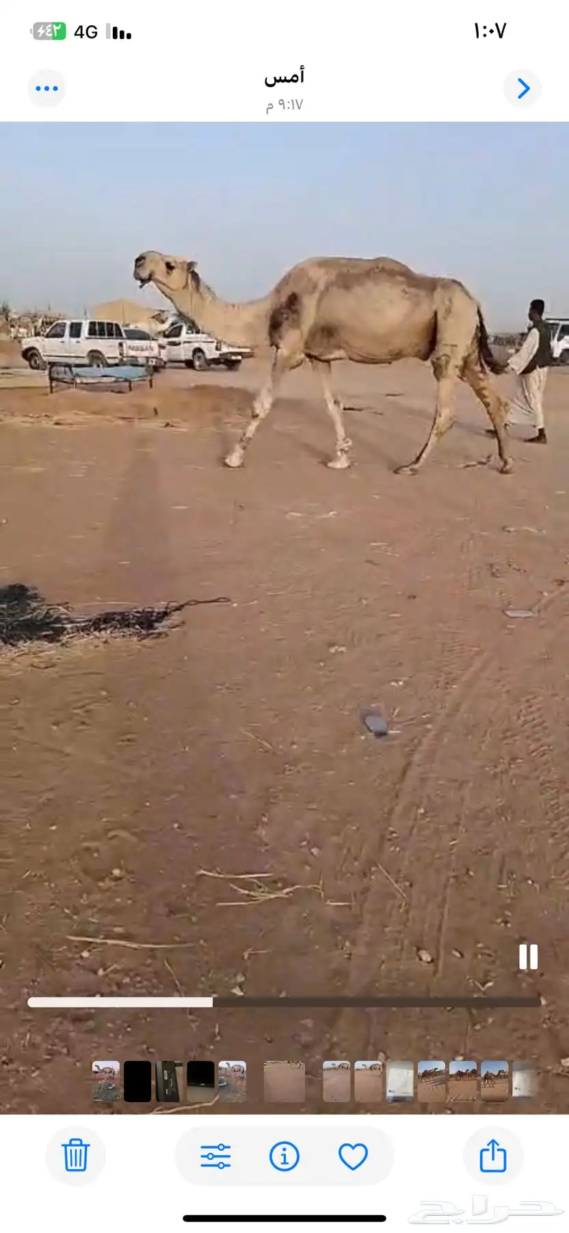 بعير للبيع باتلي 1