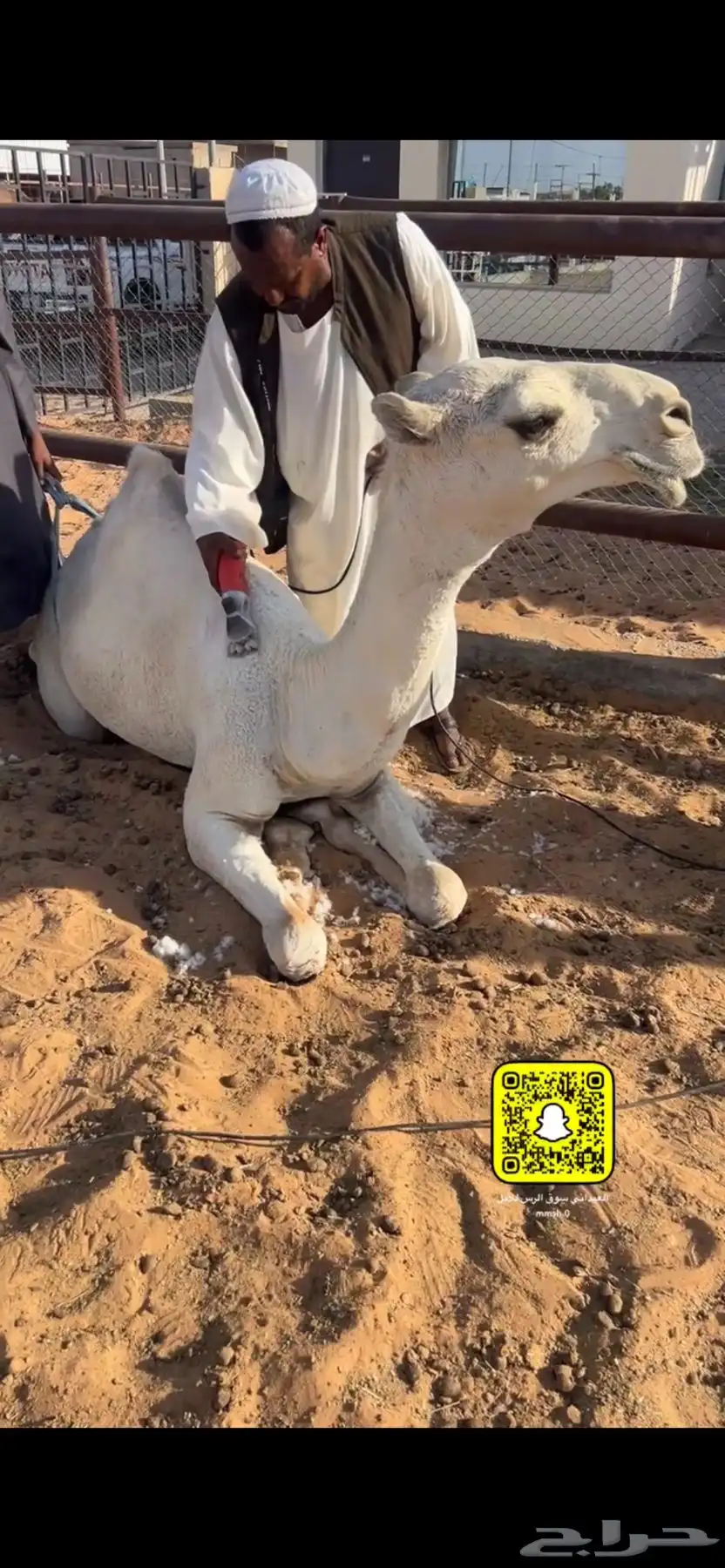 رمانيه مفروده كفو تمم البيع 0