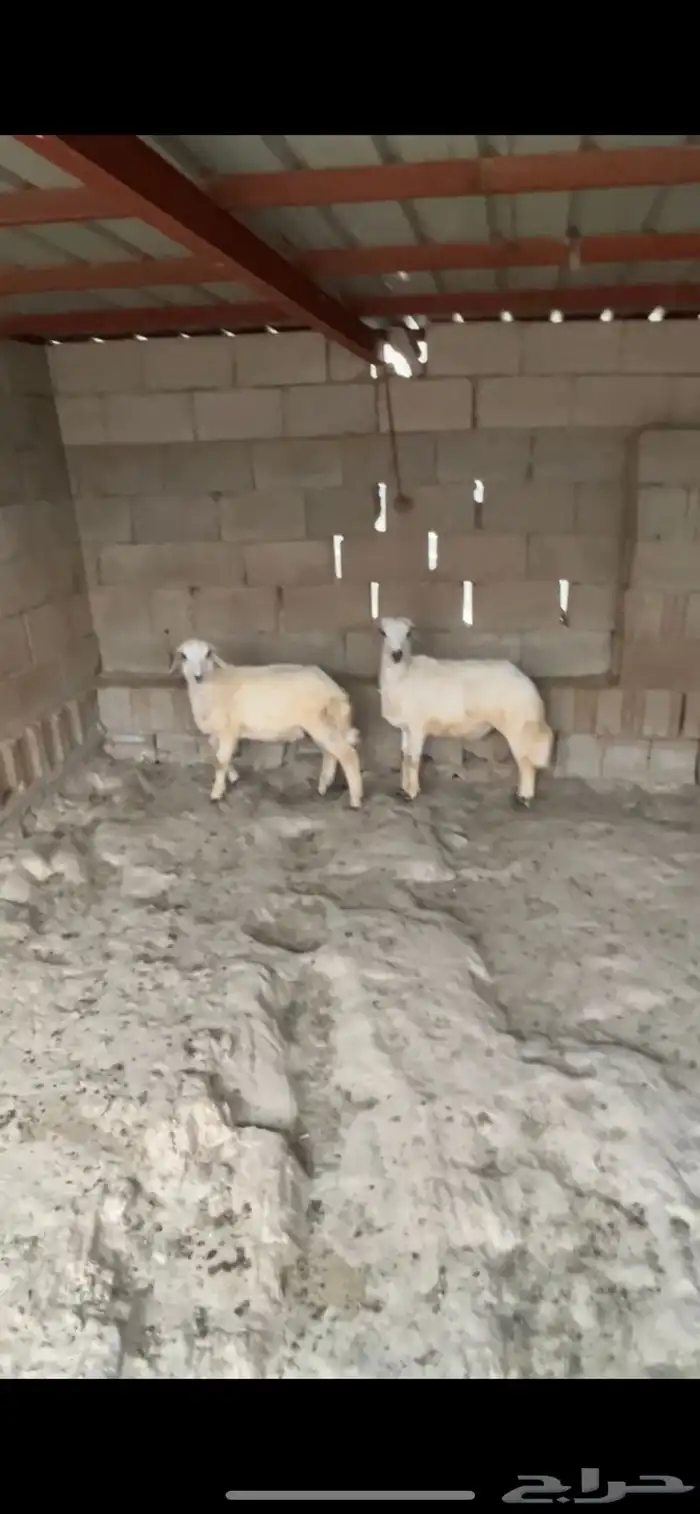 خرفان سمان أنتاج المراح ( تم البيع) 0