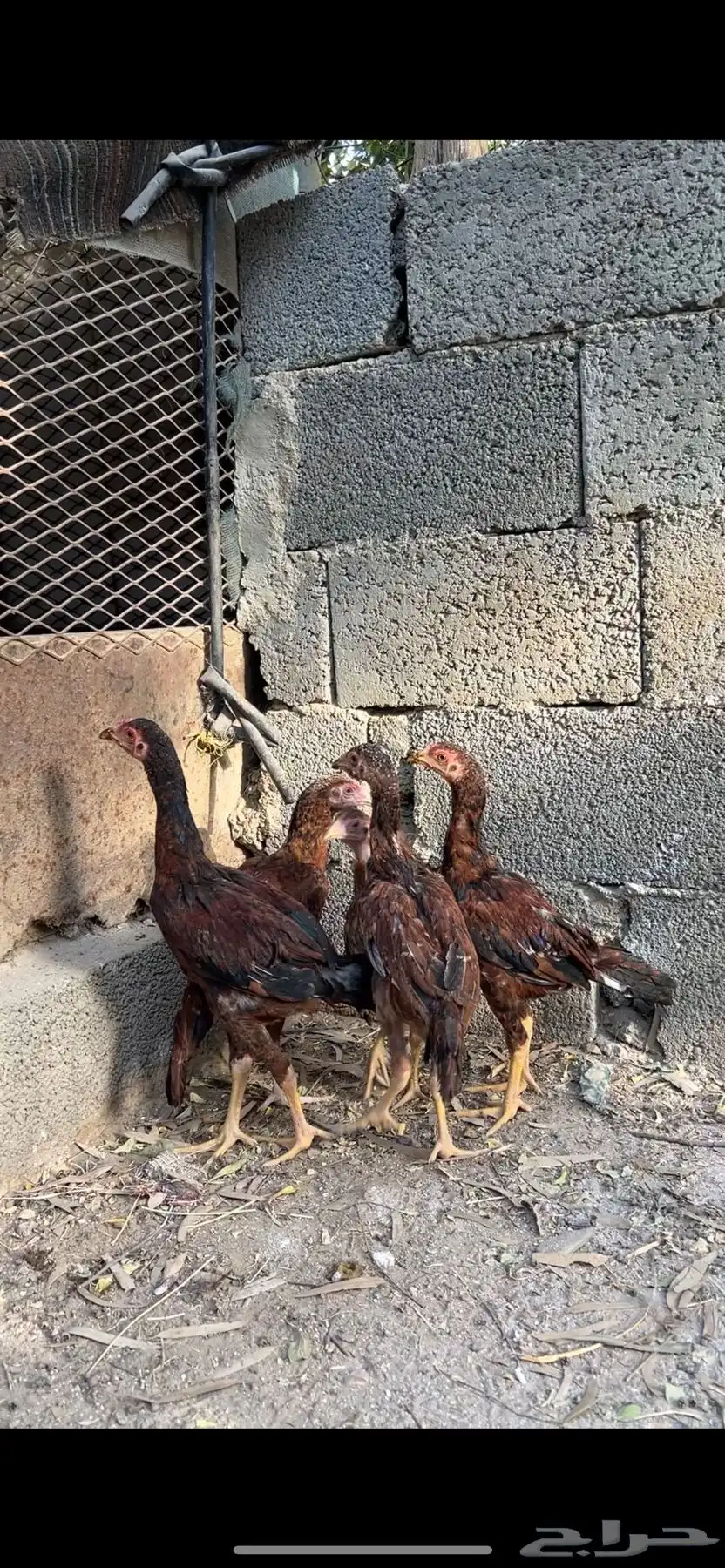 فروخ دجاج بكستاني للبيع 0