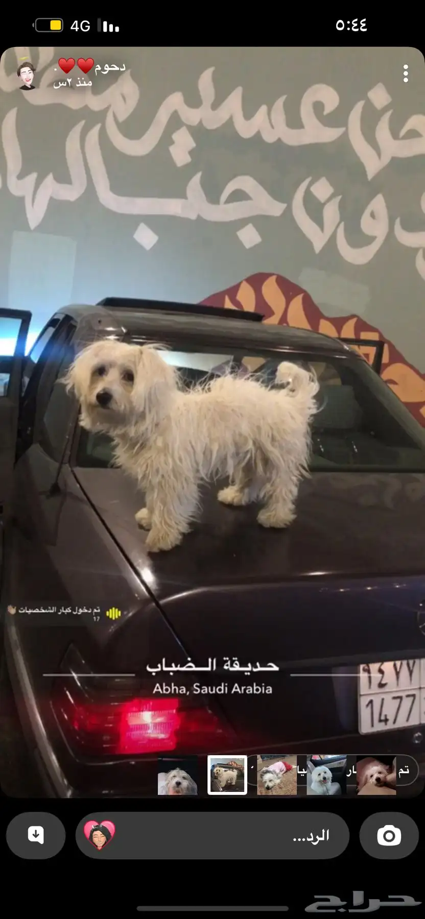 كلب مالتيز للبيع index