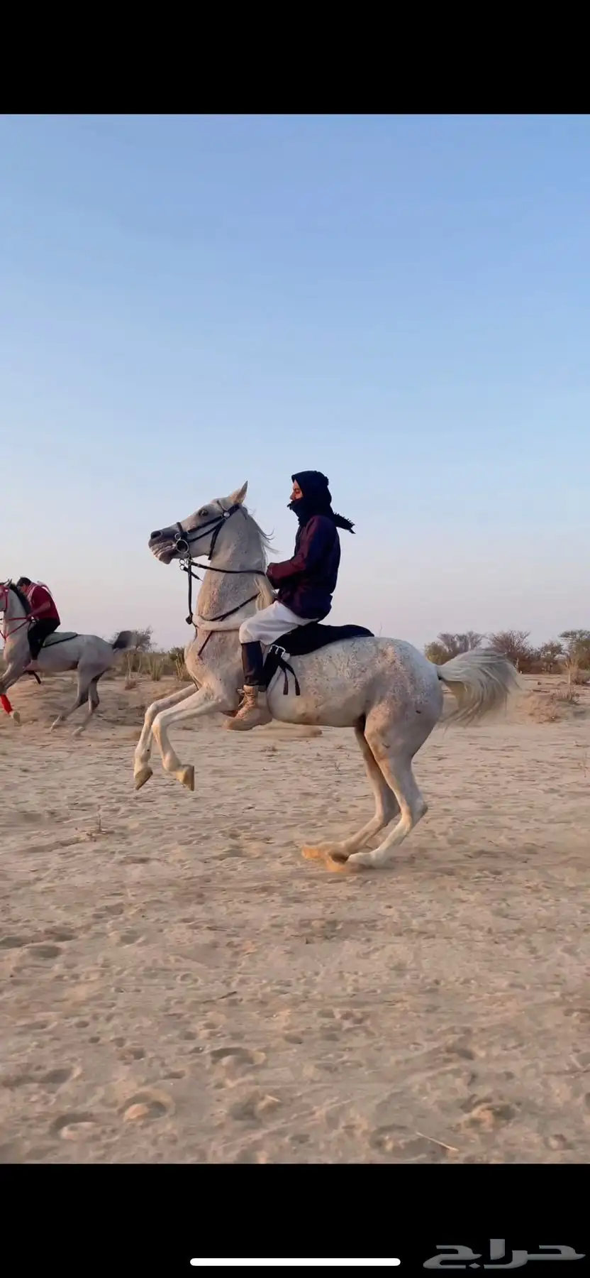 مواشي خيل index