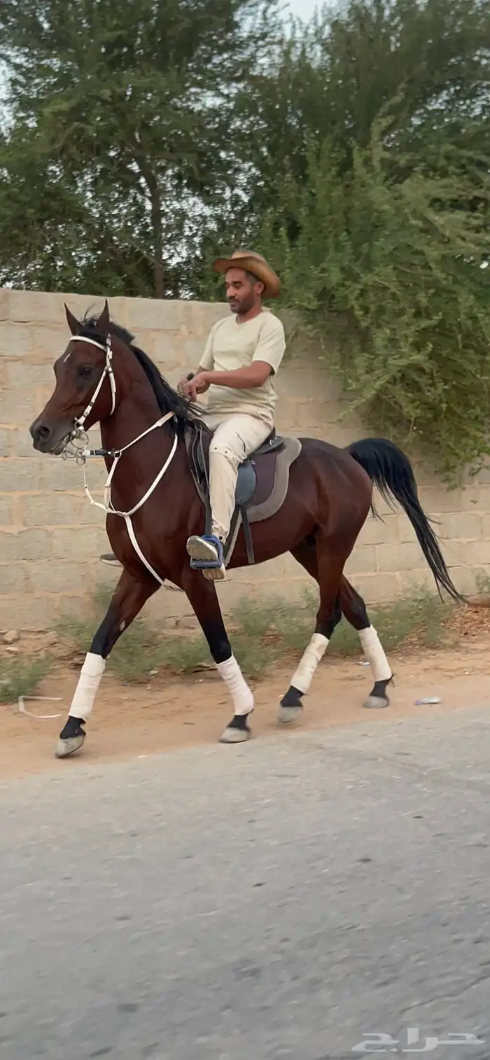 حصان واهو للبيع 2