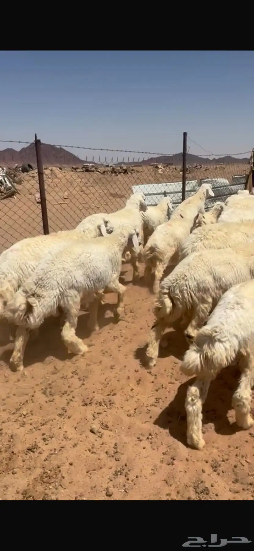 للبيع خرفان العدد 25 اعمارهن 6 شهور الى7 2