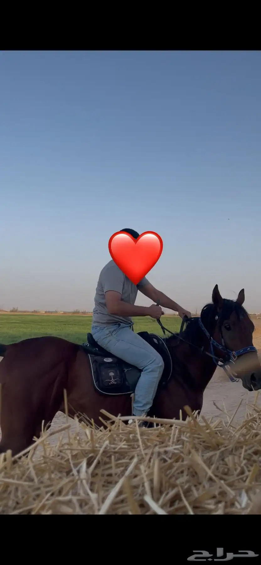 حصان انقليزي index