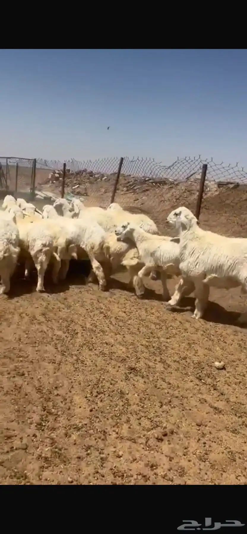 للبيع خرفان العدد 25 اعمارهن 6 شهور الى7 0