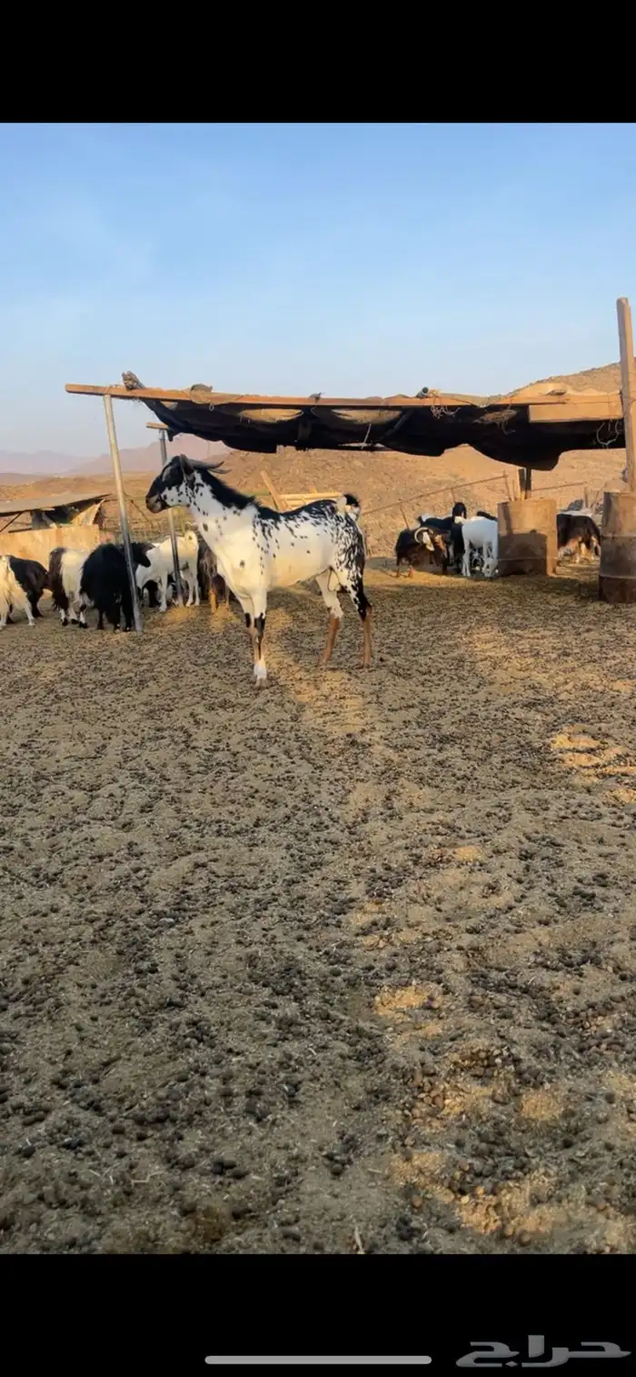 تيس بيشي فحل للبيع 1
