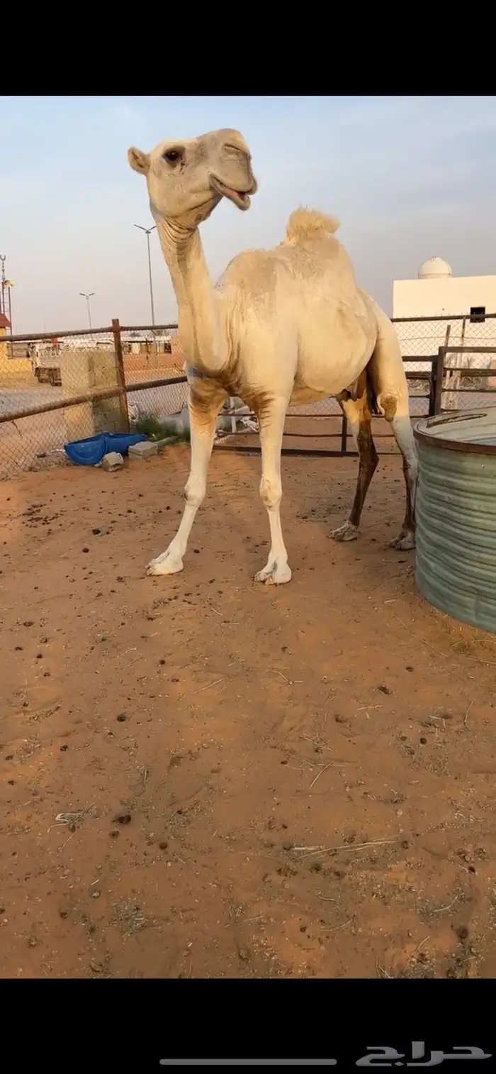 معشر للبيع 3