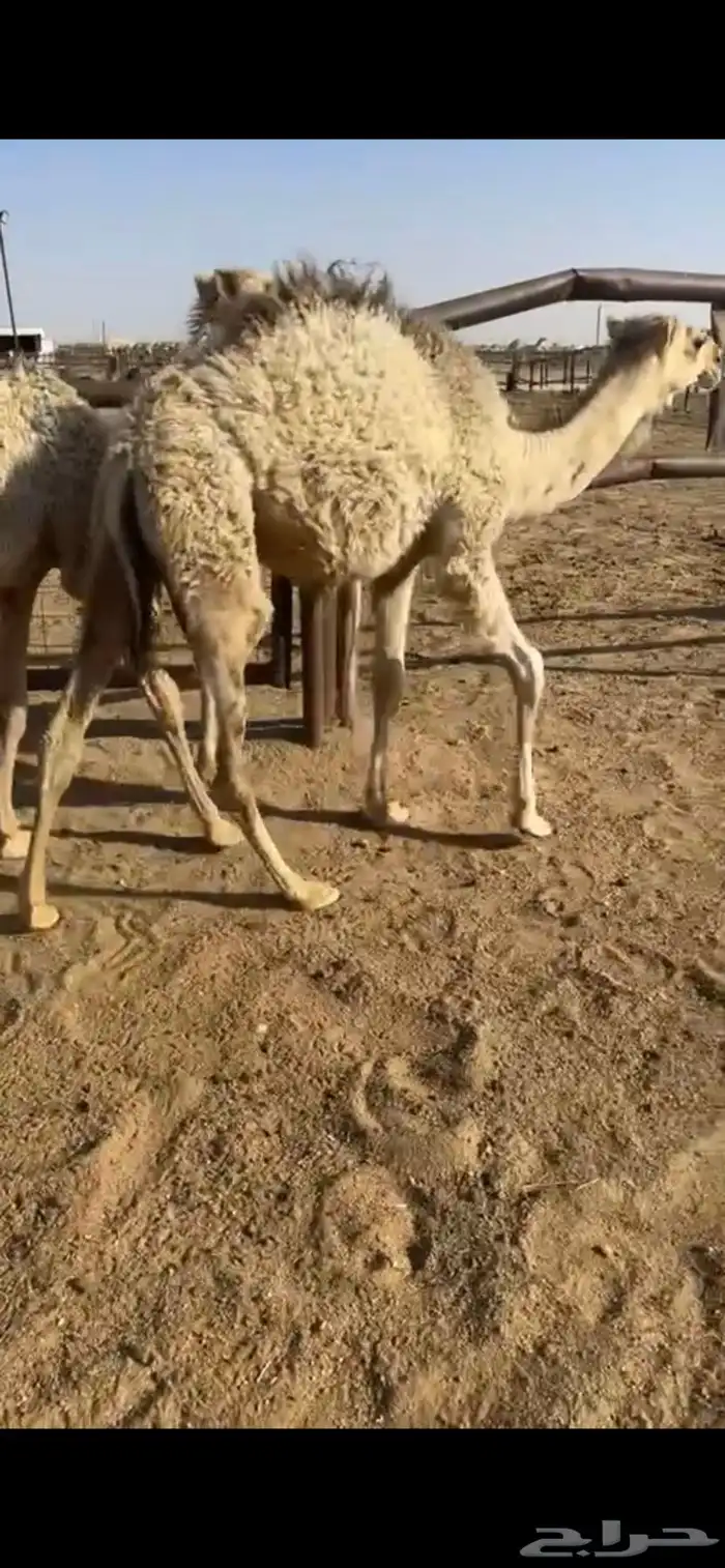 قعدان طيبه 0