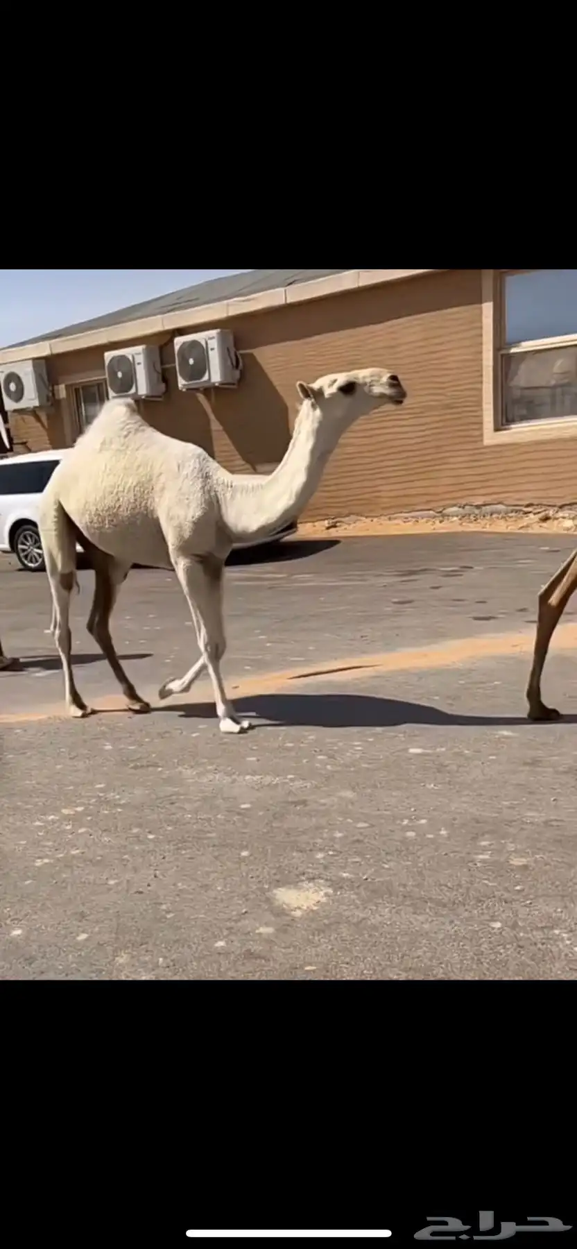 رمانيه مفروده كفو تمم البيع 1