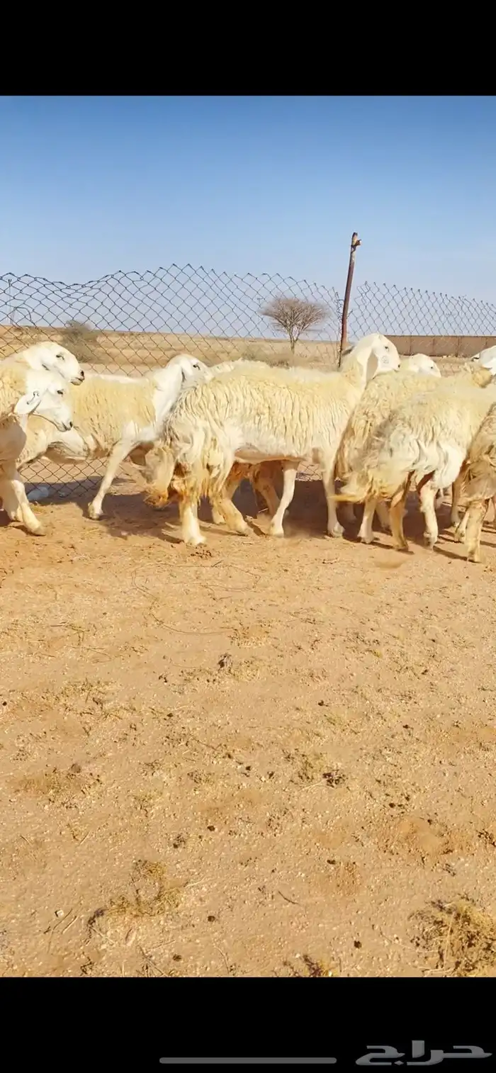 رخال حريات حرش لهوات الصنف الفاخر (( تم البييع )) 2