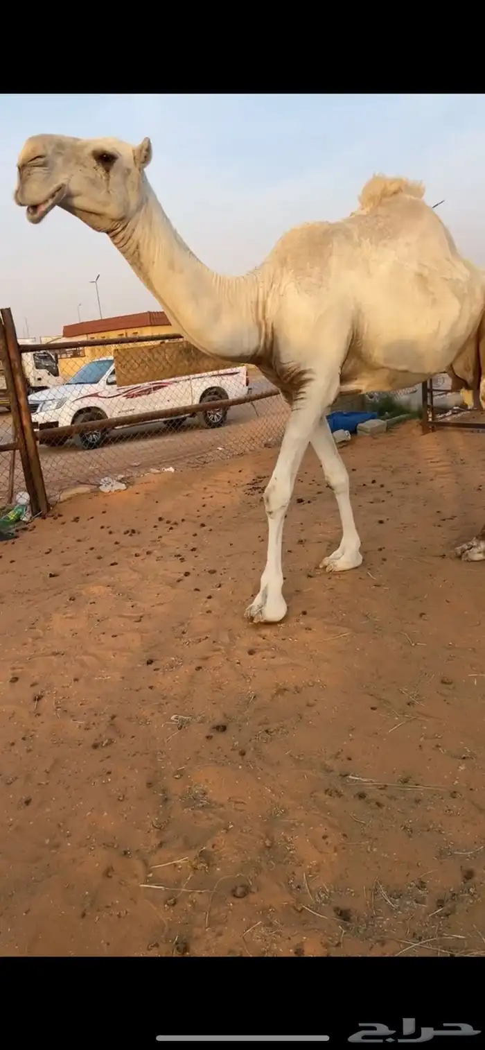 معشر للبيع 2