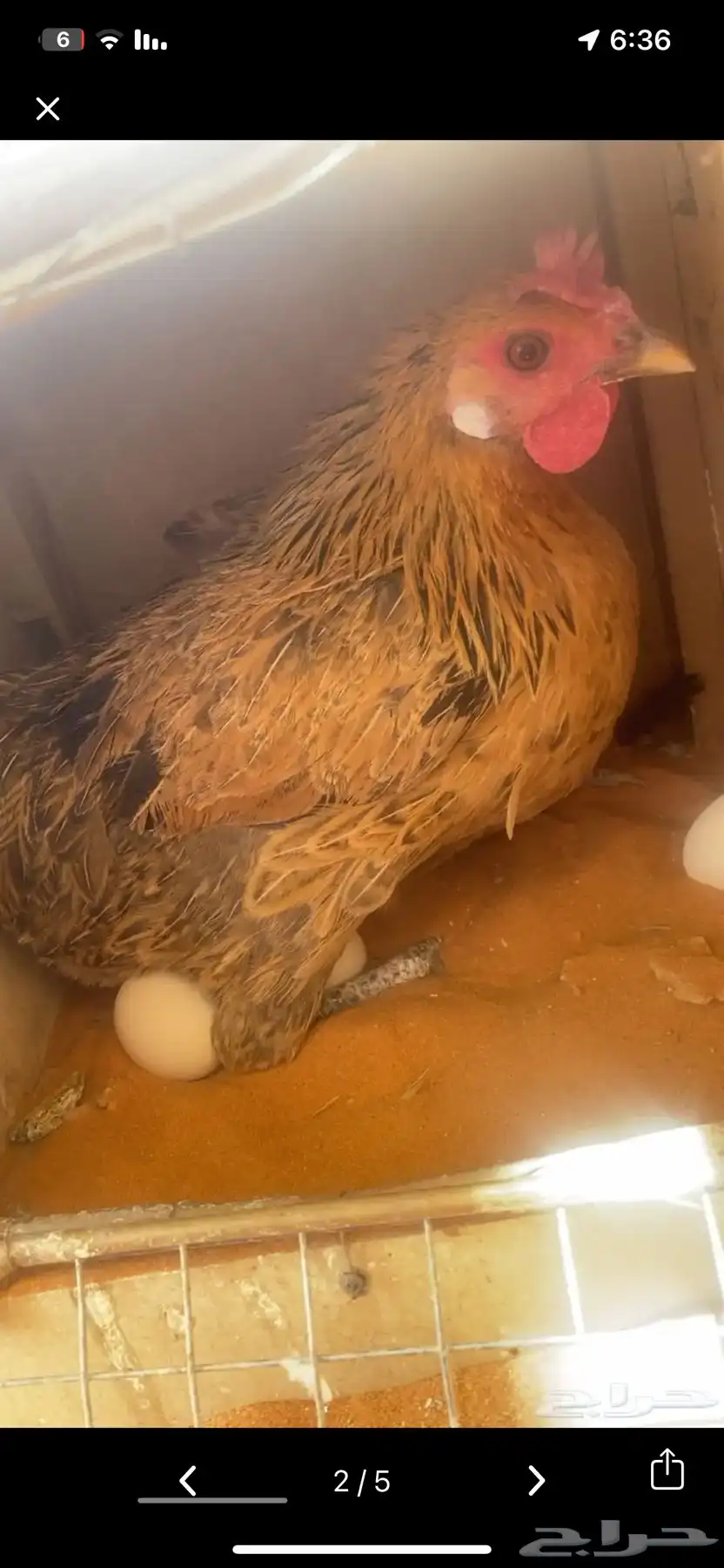 ديك عربي ودجاجه عربيه 1