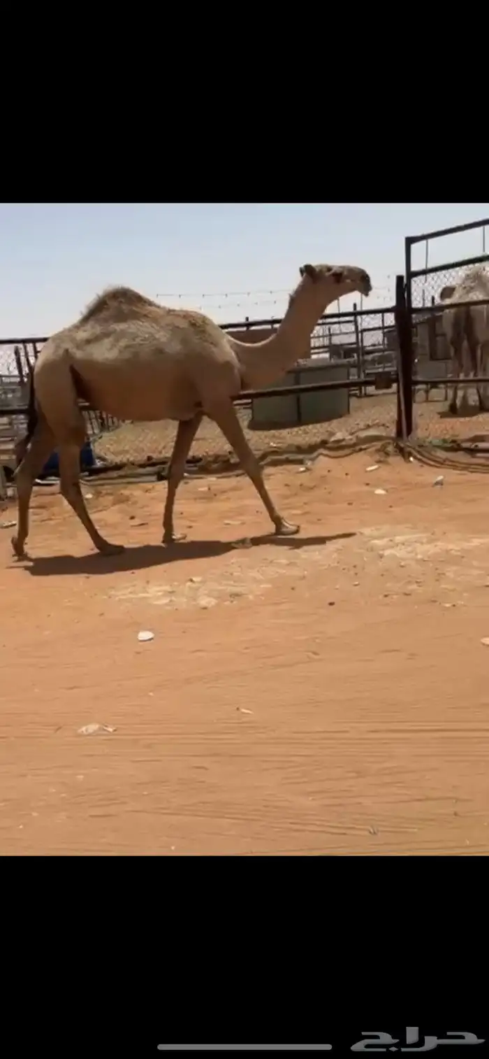 بكره حقه للبيع 1
