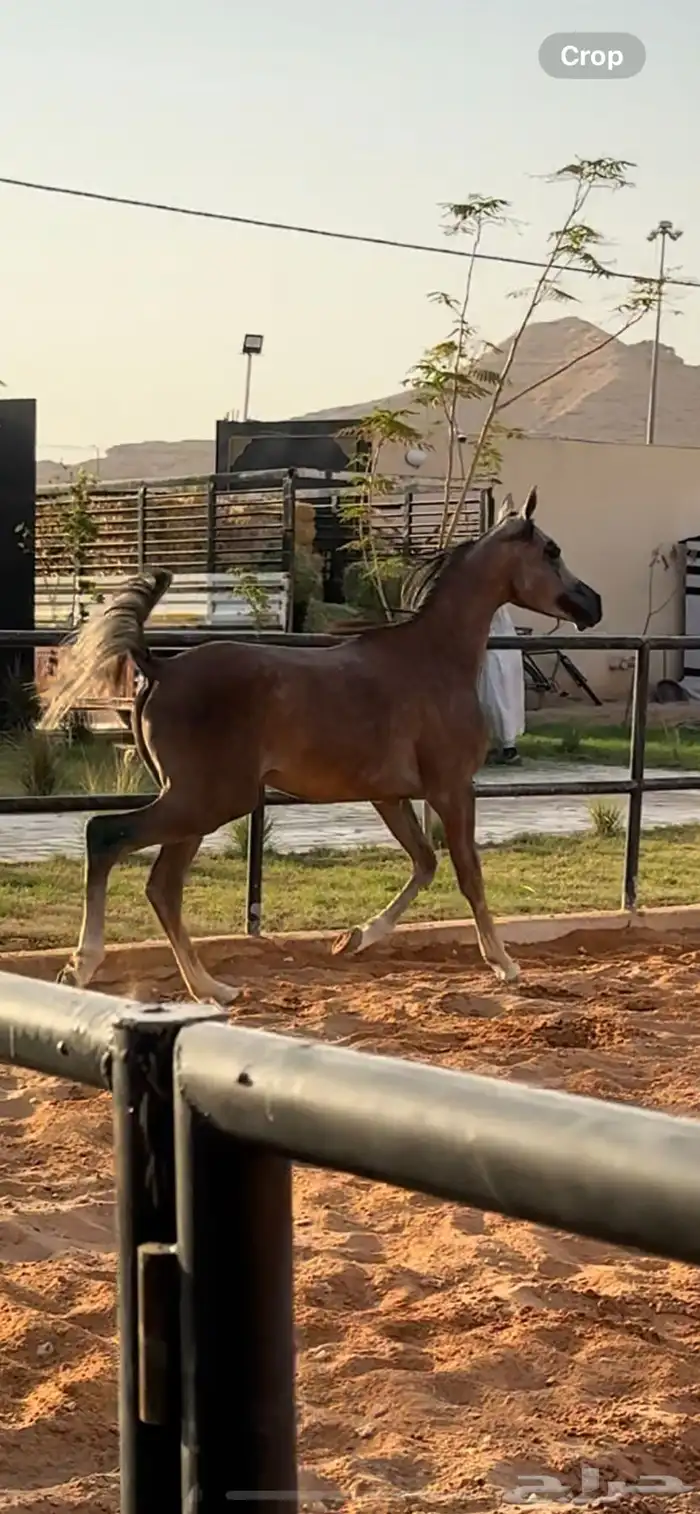 مهر مكس جمال عربي اصيل السوم 1500 فقط 1