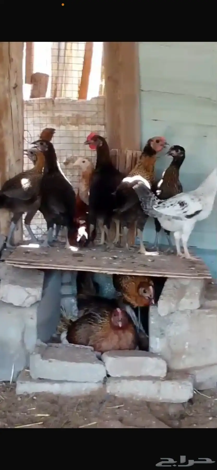 دجاج بلدي العمر 3شهور ونص 2