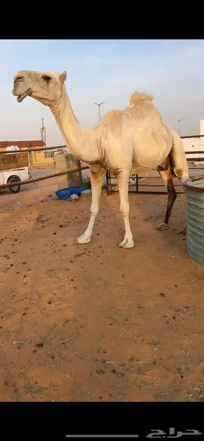 معشر للبيع 1