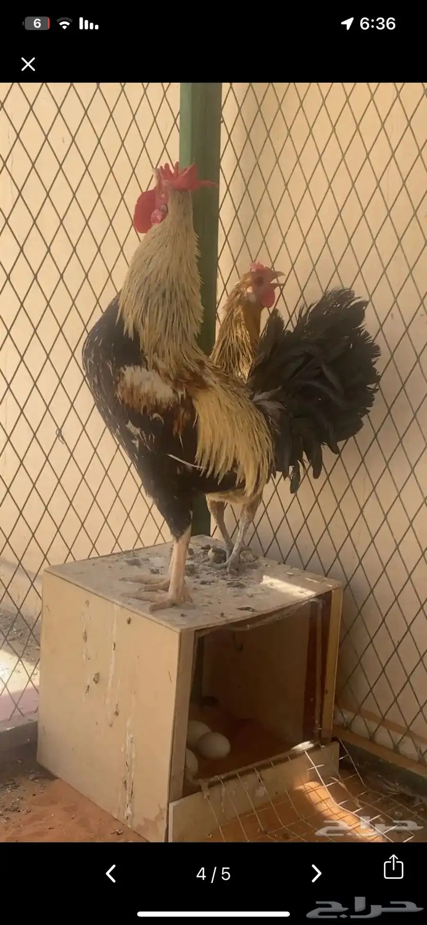 ديك عربي ودجاجه عربيه 0