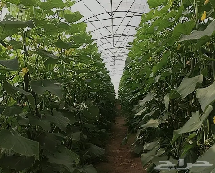 بيوت-زراعية-مكيفة-بضمان20سنة-تنفيذ-سريع-في-السعودية-حراج 6