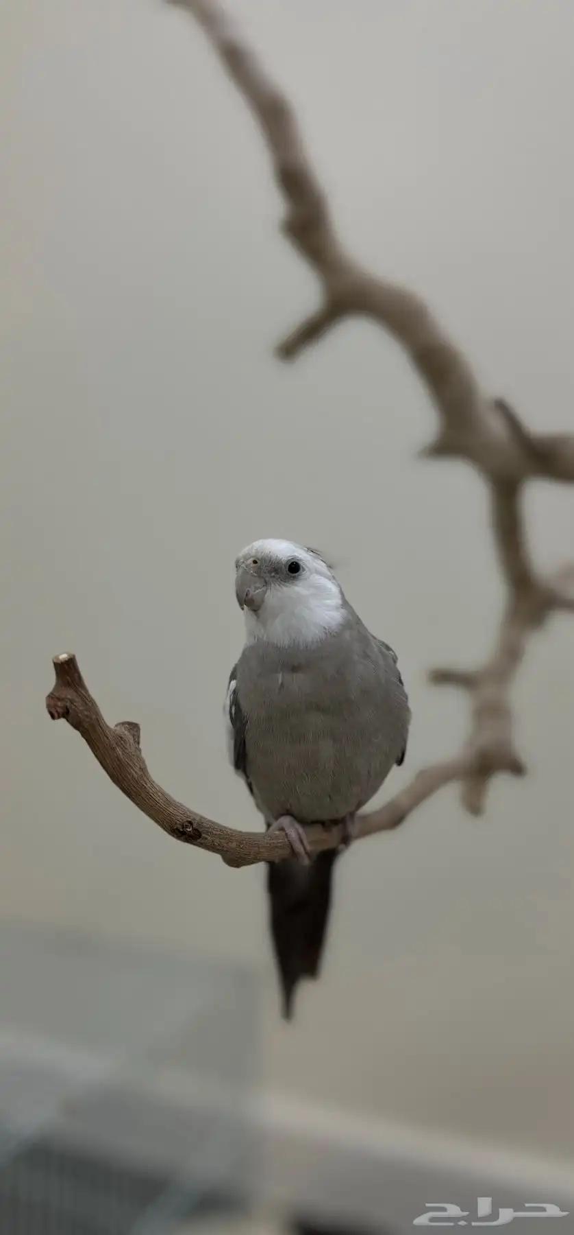ببغاء كروان 4